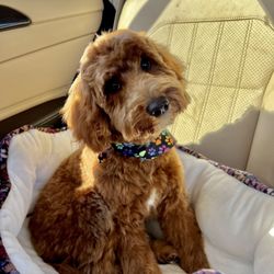 Doggone Gorgeous - Sadie