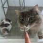 Photo of Mau House Cat Hotel