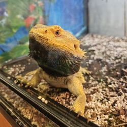 Hacienda Aquatics - Male Bearded Dragon