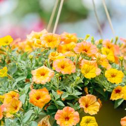 Superior Nursery & Greenhouse - Bright blooms beginning to open--Michigan-grown and full of life.