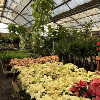Plant Depot - Nurseries & Gardening Near Me - San Juan Capistrano, California Plant Depot - Nurseries & Gardening Near Me - San Juan Capistrano, California