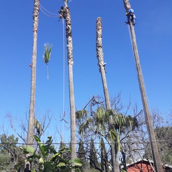 Six One Nine Tree Service - Tree Services Near Me Six One Nine Tree Service - Tree Services Near Me