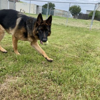 Alan's Canine Training and Kennels - During Ryan's Daycare session. - Pet Training Near Me - Vacaville, California