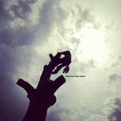 OCS Tree Services - Sky is the limit