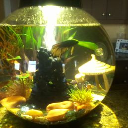 Cap'n Morgan in his gorgeous new home!