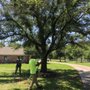 Photo of Perez Tree Service