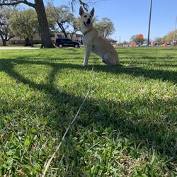 H-E-B - Jac loves the shady area for his special needs and smelling exercises!