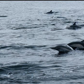 Discovery Whale Watch - The dolphins were a fun surprise! - Whale Watching Tours Near Me - Monterey, California