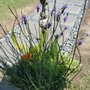 Photo of California Lawns