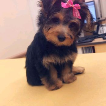 PetSmart Grooming - My little Nala! After her grooming with theo. - Pet Groomers Near Me - Palmdale, California PetSmart Grooming - My little Nala! After her grooming with theo. - Pet Groomers Near Me - Palmdale, California