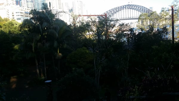 Wendy Whiteley's Secret Garden by null