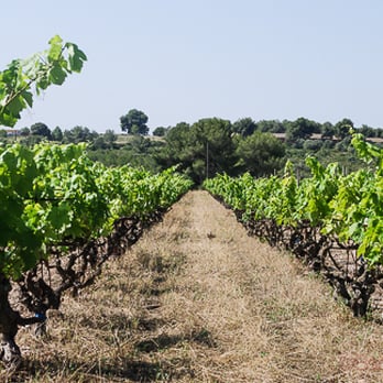 Finca Viladellops - Finca Viladellops - Wineries Near Me - Viladellops, B