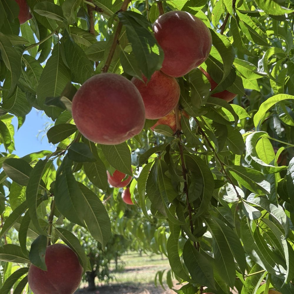 Wolfe Ranch - Trees filled with white peaches. - Fruits & Veggies Near Me - Brentwood, California Wolfe Ranch - Trees filled with white peaches. - Fruits & Veggies Near Me - Brentwood, California