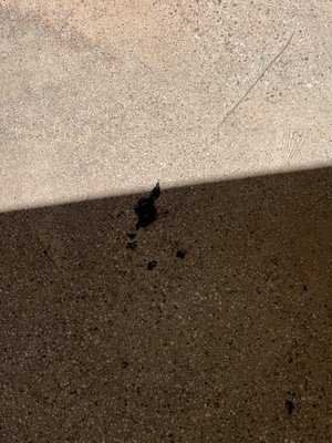 1555 Vine St by null