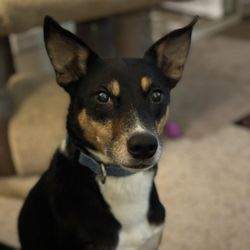 Just Food For Dogs - My dog