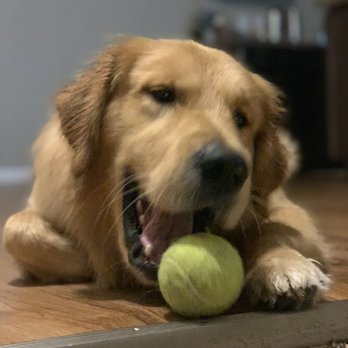 VIP Services - Pet Sitting Near Me - Fort Myers, Florida