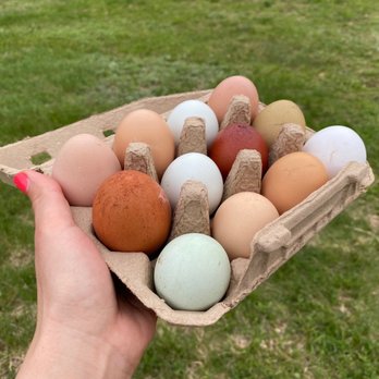 Stony Rose Homestead - Eggs from the farm - Campgrounds Near Me Stony Rose Homestead - Eggs from the farm - Campgrounds Near Me