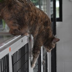 The Catios