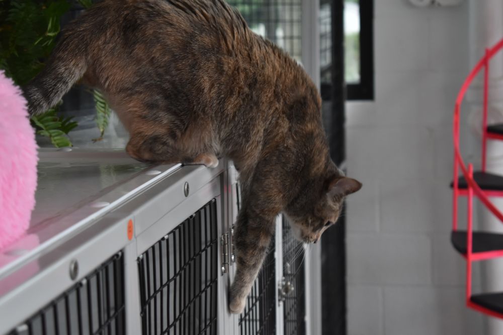 The Catios - pet boarding facility in Omaha, NE