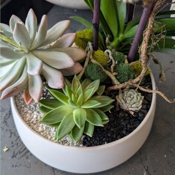 Mudd Fleur - Up close view of the succulents in this arrangement - Florists Near Me - Chicago, Illinois