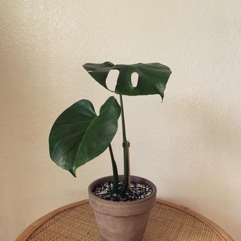 Blvd Nursery - 5.5" brown terra cotta pot - Nurseries & Gardening Near Me - Pasadena, California Blvd Nursery - 5.5" brown terra cotta pot - Nurseries & Gardening Near Me - Pasadena, California