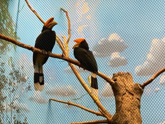 Cincinnati Zoo & Botanical Garden by null