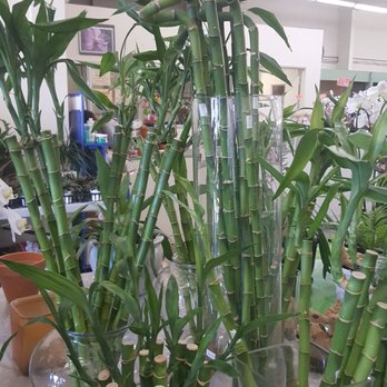 Pac 8 Orchids - Lucky bamboo - Florists Near Me - Los Angeles, California