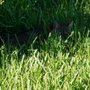 Photo of Over-A-Cheever Pest Control