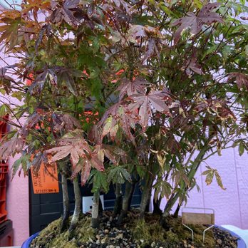 Sailfish Coastal Bonsai Nursery - maple grove - Nurseries & Gardening Near Me - Navarre, Florida Sailfish Coastal Bonsai Nursery - maple grove - Nurseries & Gardening Near Me - Navarre, Florida