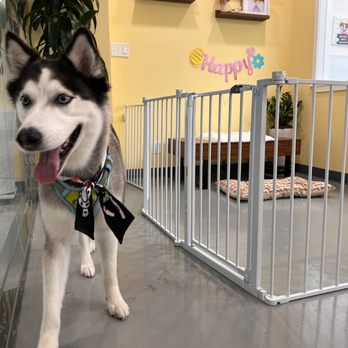 Bubble Pup Salon - So clean and happy - Pet Groomers Near Me - Los Angeles, California Bubble Pup Salon - So clean and happy - Pet Groomers Near Me - Los Angeles, California
