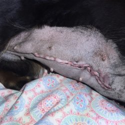 Osage Animal Hospital - She swallowed a feminine product and it was stuck between her stomach and intestines and the doctor removed it!