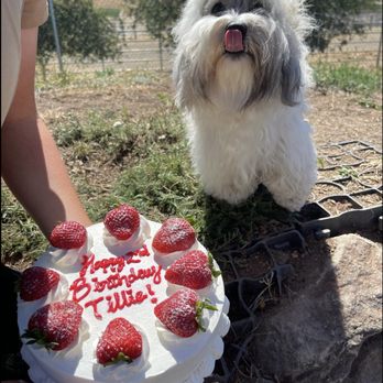 Vintage Dog Ranch - Tillie's 2nd birthday - Pet Boarding Near Me - Sonoma, California