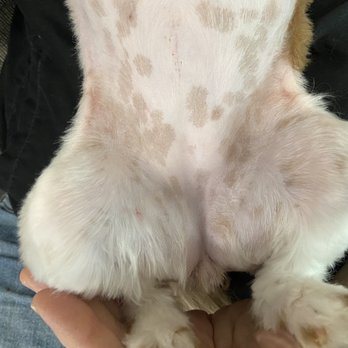Audrey's Barkyard - Tummy shaved nearly to the skin - Pet Groomers Near Me - Wake Forest, North Carolina Audrey's Barkyard - Tummy shaved nearly to the skin - Pet Groomers Near Me - Wake Forest, North Carolina