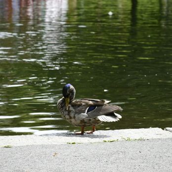 Boston Common - Parks Near Me - Boston, Massachusetts Boston Common - Parks Near Me - Boston, Massachusetts