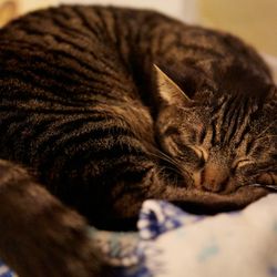 Meow Cat Lounge