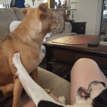 1 Love Dog Rescue - Brie and her sister Zöe - Pet Adoption Near Me - Auburn, California
