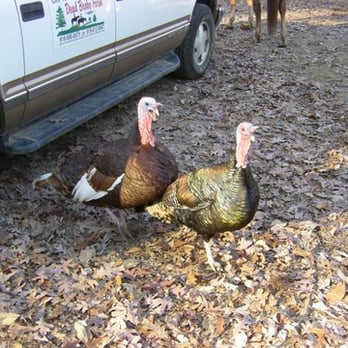 Dead Broke Farm - Gobbling turkeys at Dead Broke Farm in Raleigh, NC - Horseback Riding Near Me - Raleigh, North Carolina Dead Broke Farm - Gobbling turkeys at Dead Broke Farm in Raleigh, NC - Horseback Riding Near Me - Raleigh, North Carolina