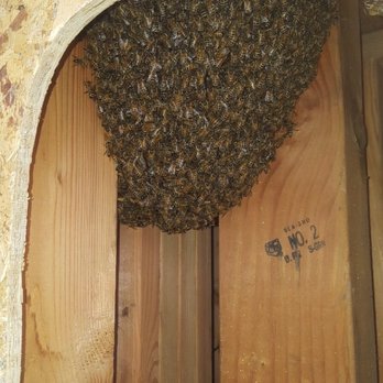Eastside Bee Removal - Opened exterior wall. - Pest Control Near Me - Renton, Washington Eastside Bee Removal - Opened exterior wall. - Pest Control Near Me - Renton, Washington