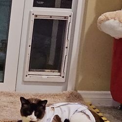 La Pet Tech - Leo in his recovery suit