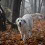 Photo of Livingston English Cream Golden Retrievers