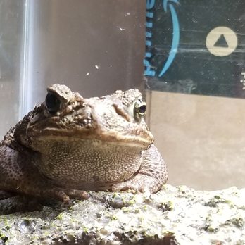 Reptile City - Cane Toad - Pet Stores Near Me - Honey Grove, Texas Reptile City - Cane Toad - Pet Stores Near Me - Honey Grove, Texas