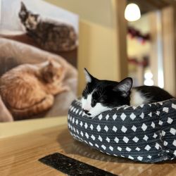 kitty korner cafe