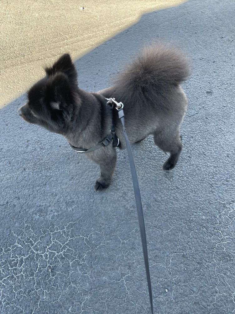 CLUB CANINE, DOGGIE DAYCARE, BOARDING, GROOMING Updated October 2024