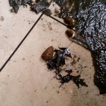 Midwest Flood Restoration - Yep thats someones poop!! - Damage Restoration Near Me - Saint Louis, Missouri Midwest Flood Restoration - Yep thats someones poop!! - Damage Restoration Near Me - Saint Louis, Missouri