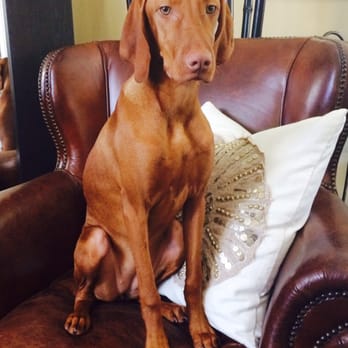 OC Canine Coaching - Pet Training Near Me