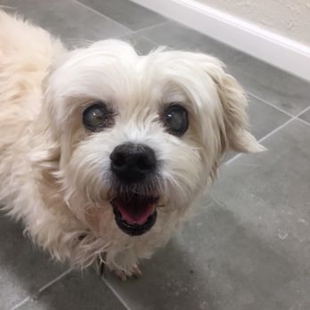 Van Nuys Veterinary Clinic - Dr. Oh's grand opening day and happy to see him - Veterinarians Near Me - Van Nuys, California Van Nuys Veterinary Clinic - Dr. Oh's grand opening day and happy to see him - Veterinarians Near Me - Van Nuys, California
