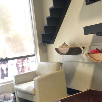 Orlando Cat Cafe - Animal Shelters Near Me - Clermont, Florida Orlando Cat Cafe - Animal Shelters Near Me - Clermont, Florida