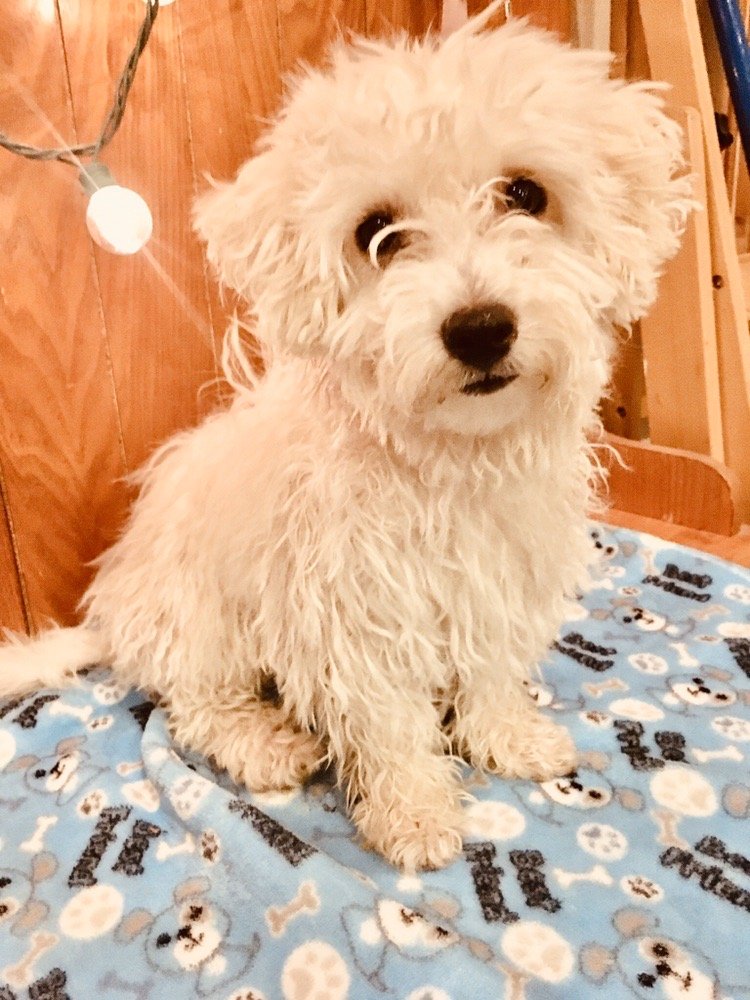 JESSY’S DOGGIE DAYCARE 104 Photos Las Vegas, Nevada Pet Sitting Phone Number Yelp