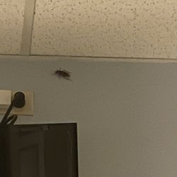 TMC: Room in dungeon. (Roach included) Nurses rude, not carrying anymore question your pain level when why else would I be at a hospital.