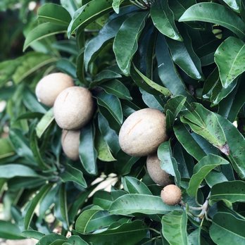 Frankie's Nursery - Nurseries & Gardening Near Me - Waimanalo, Hawaii